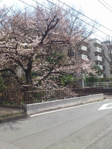 丸子川沿いの桜